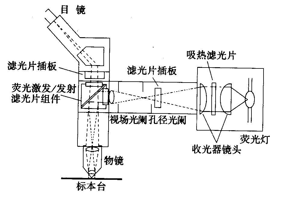 熒光顯微鏡原理圖，激發(fā)濾板和壓制濾色系統(tǒng)